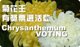 �������ﬡ��
    Voting Has the prize for best chrysanthemum.