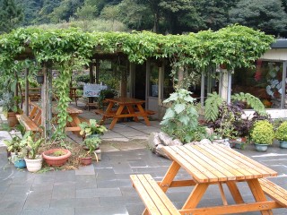 北投綠山谷海芋園