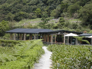 綠山谷海芋園