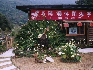 名陽匍休閒海芋園